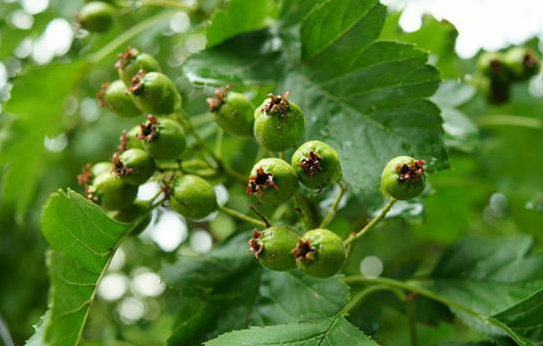 植物提取物应用领域广泛，未来发展前景美好