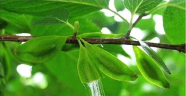 绿原酸是什么鬼？